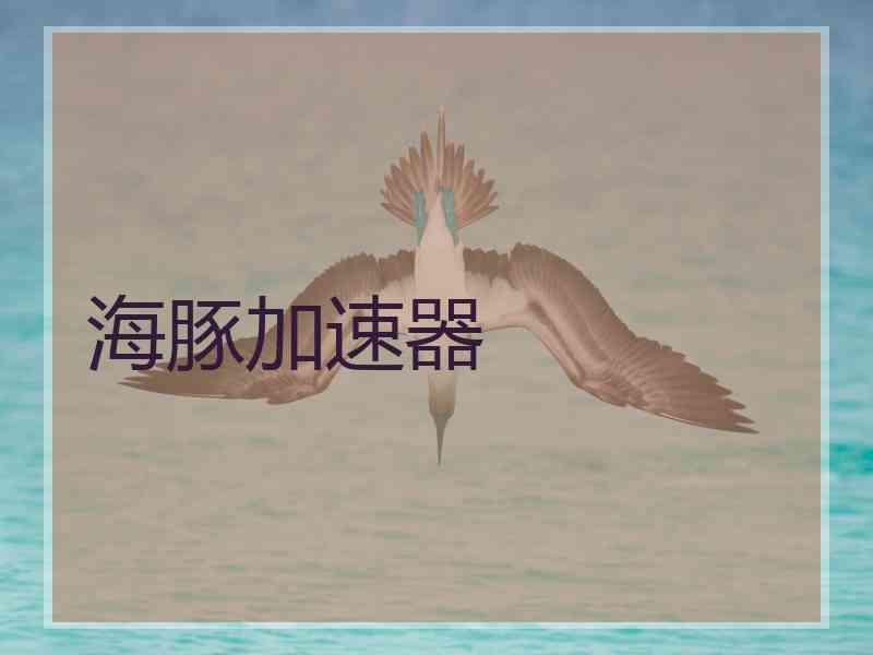 海豚加速器