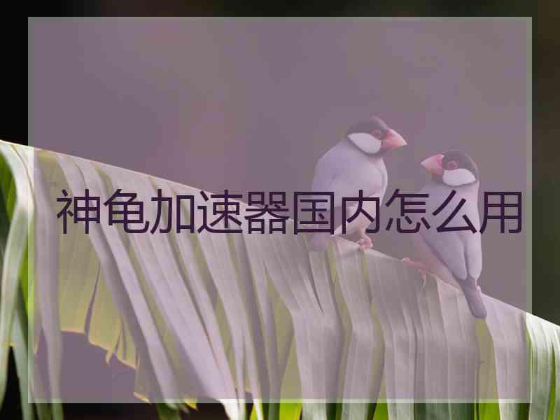 神龟加速器国内怎么用