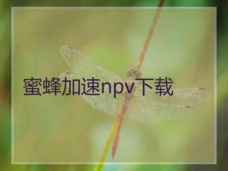 蜜蜂加速npv下载