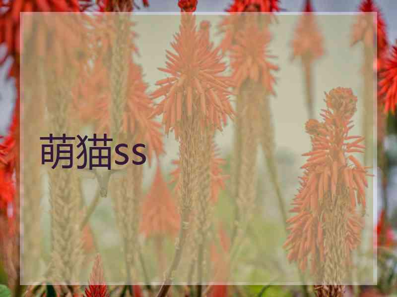 萌猫ss