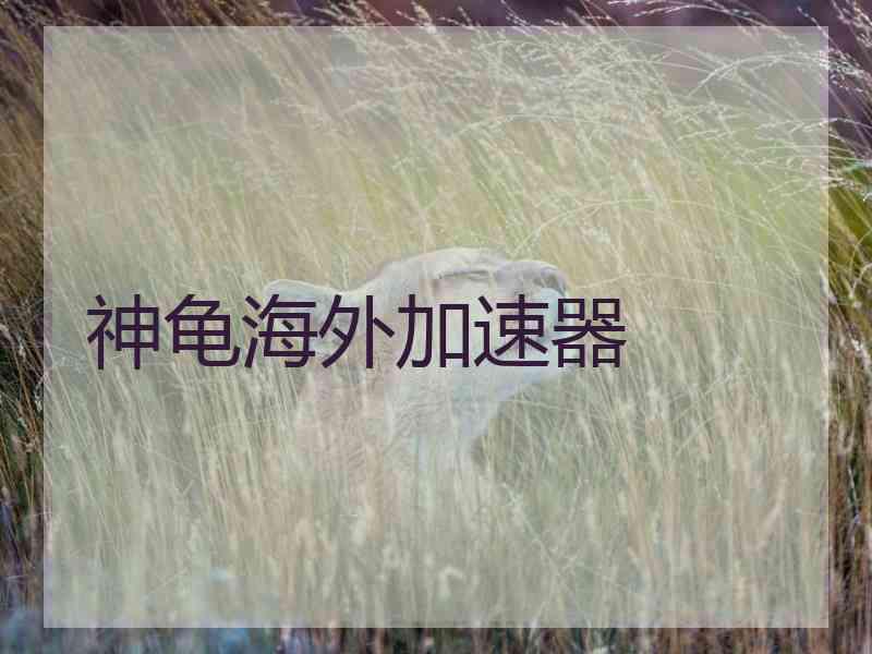 神龟海外加速器