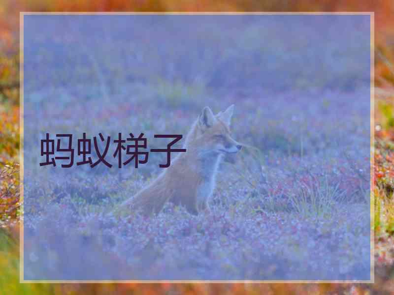 蚂蚁梯子