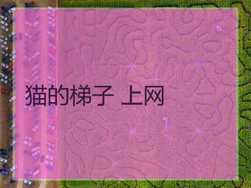 猫的梯子 上网