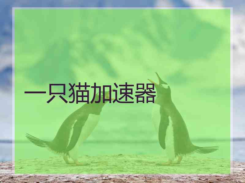 一只猫加速器