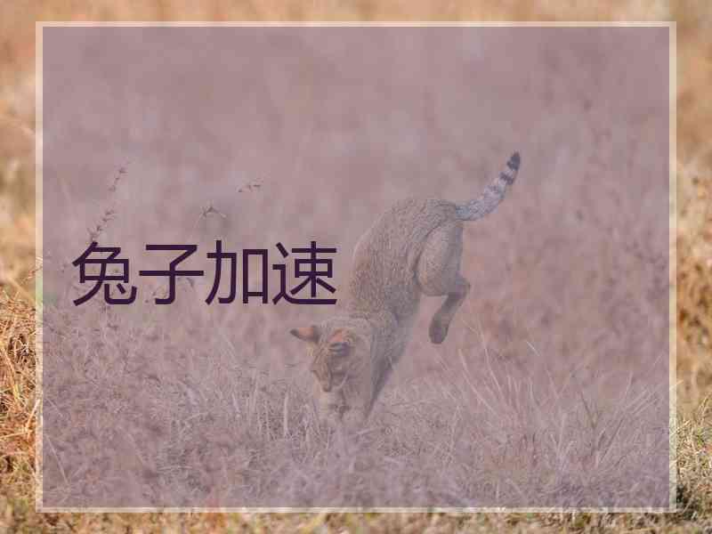 兔子加速