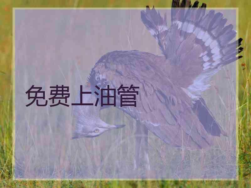免费上油管
