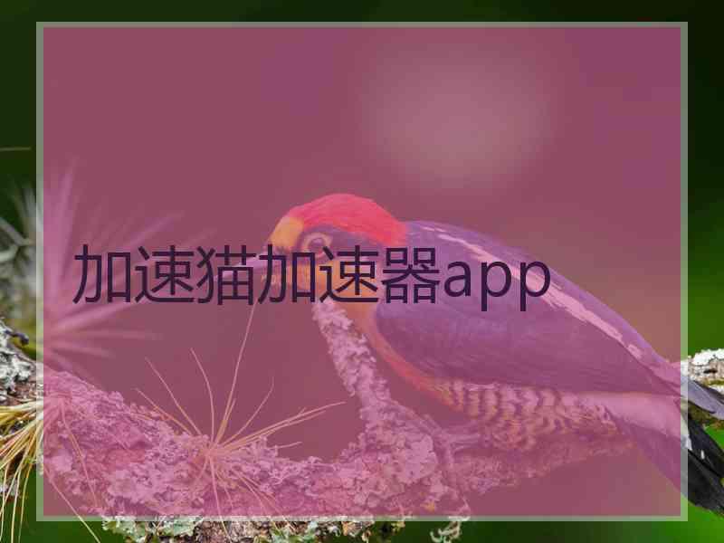 加速猫加速器app