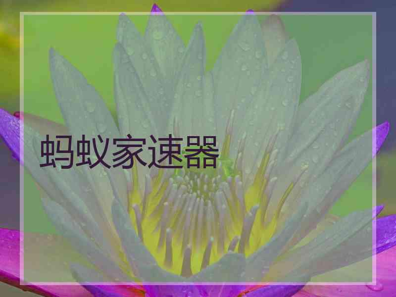 蚂蚁家速器