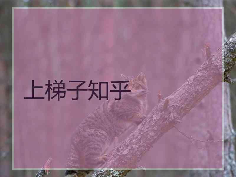 上梯子知乎