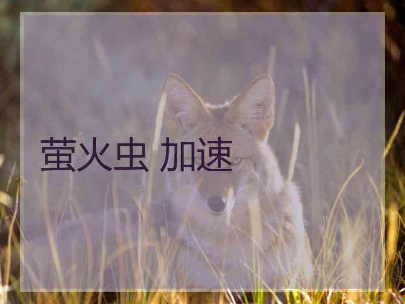 萤火虫 加速