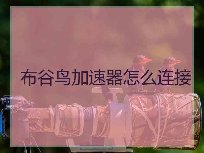 布谷鸟加速器怎么连接